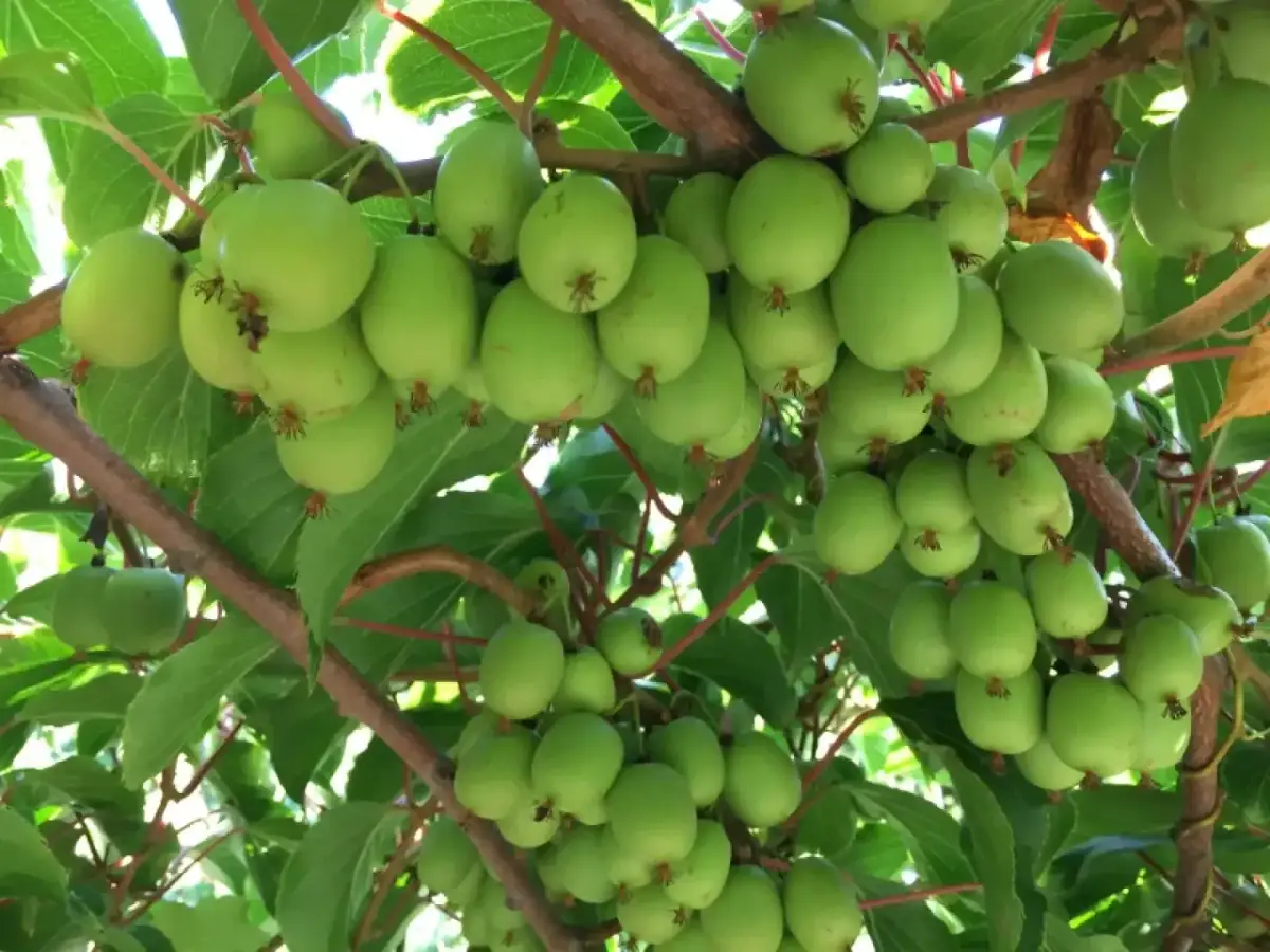 Gdzie rośnie kiwi? Odkryj kraje i uprawę w Polsce!