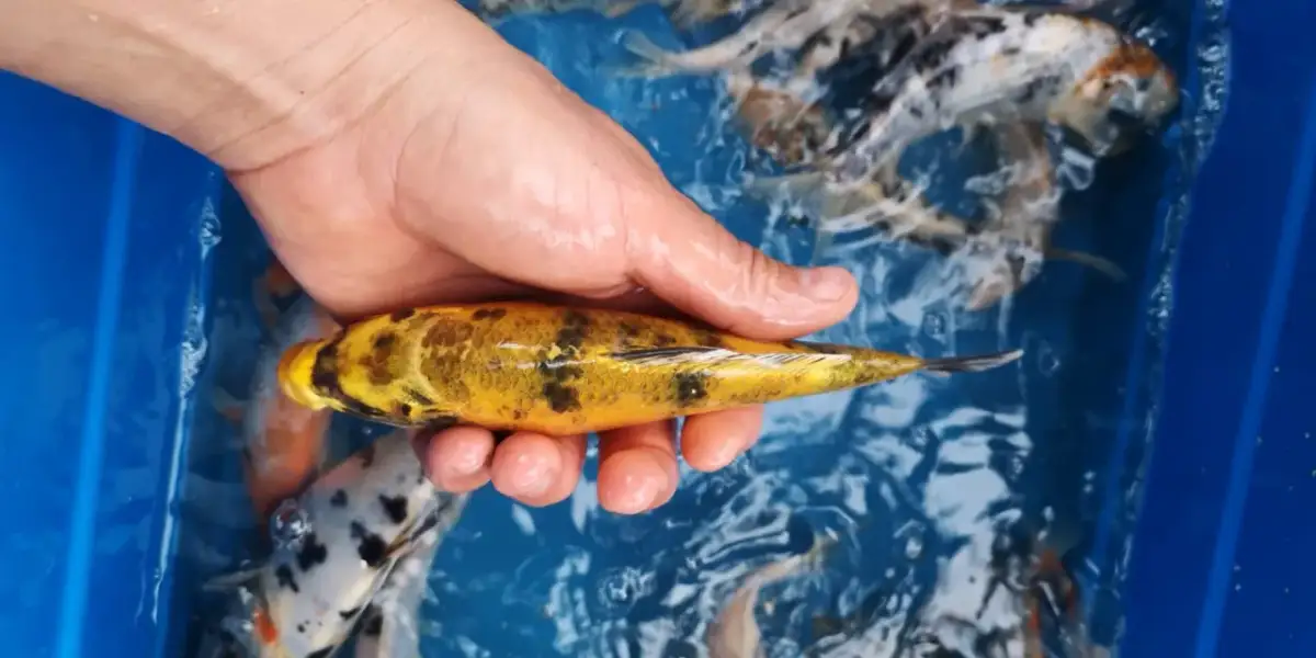 Dłoń trzyma żółto-czarnego karpia koi w niebieskim basenie. Czy pies może jeść karpia? Nie, to nie jest dla niego odpowiedni pokarm.