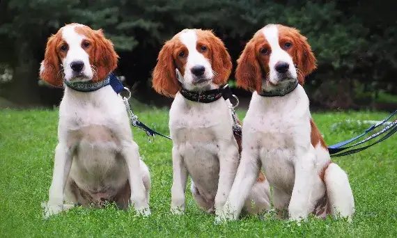 Jak przyzwyczaić psa do obroży - skuteczne metody i błędy do uniknięcia