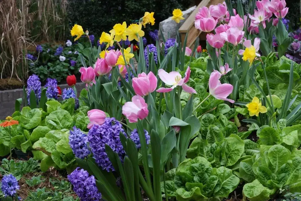 Jak sadzić kwiaty w ogrodzie - unikaj błędów i ciesz się pięknem