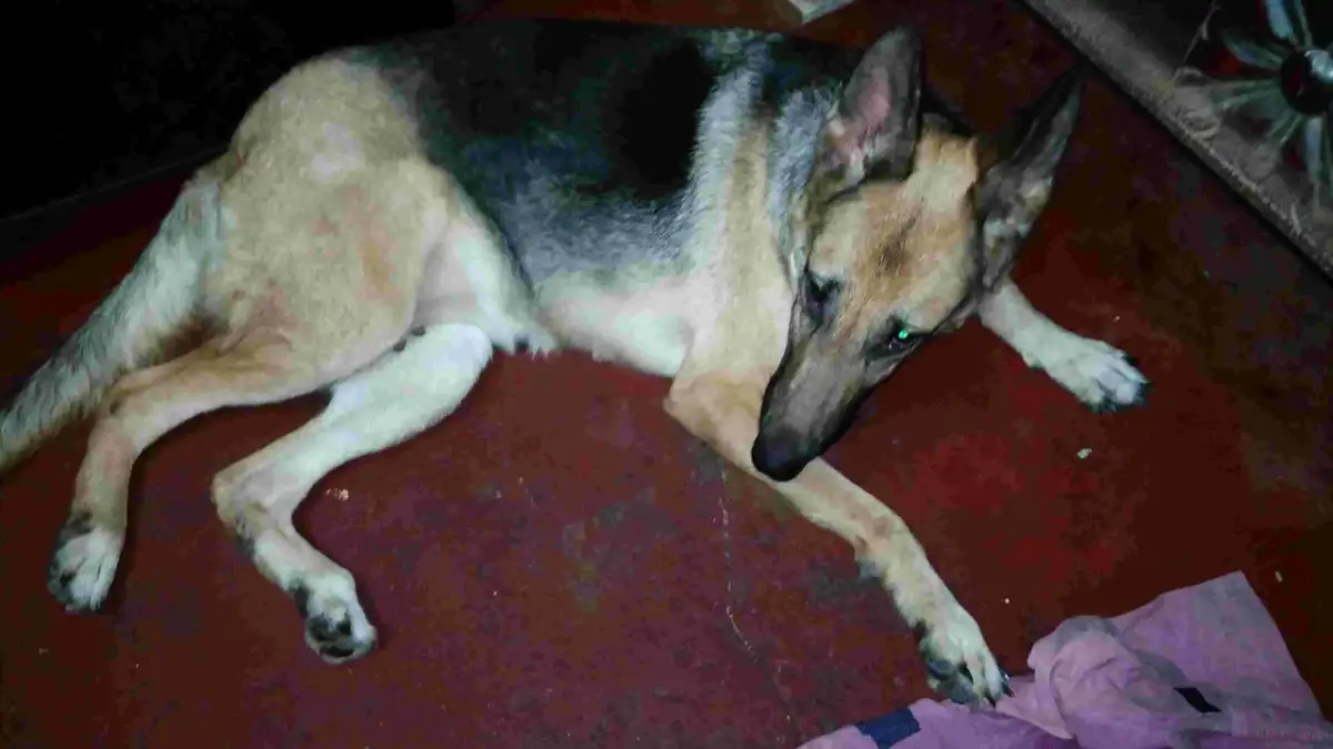 Owczarek niemiecki leży na czerwonej podłodze. Zastanawiasz się, ile trwa cieczka u owczarka niemieckiego?