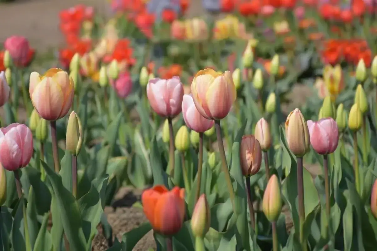 Kiedy sadzić tulipany, aby uniknąć opóźnionego kwitnienia?