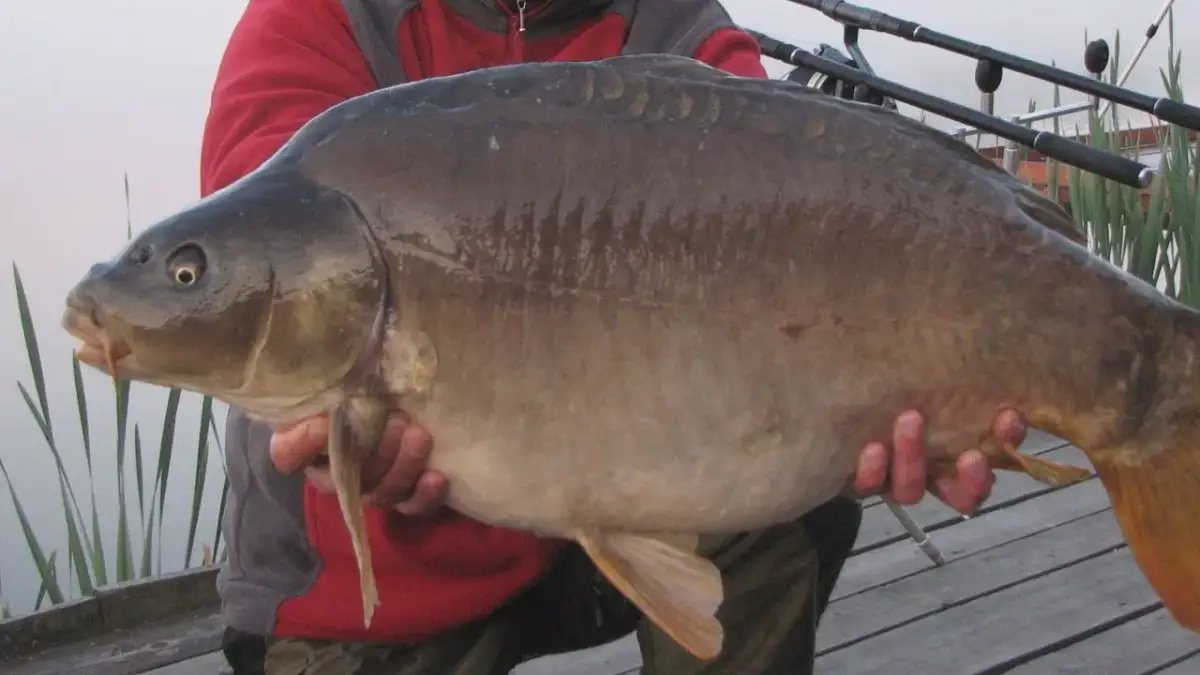 Taaka Ryba Wodna: Jak złowić rekord? Przewodnik po łowisku komercyjnym