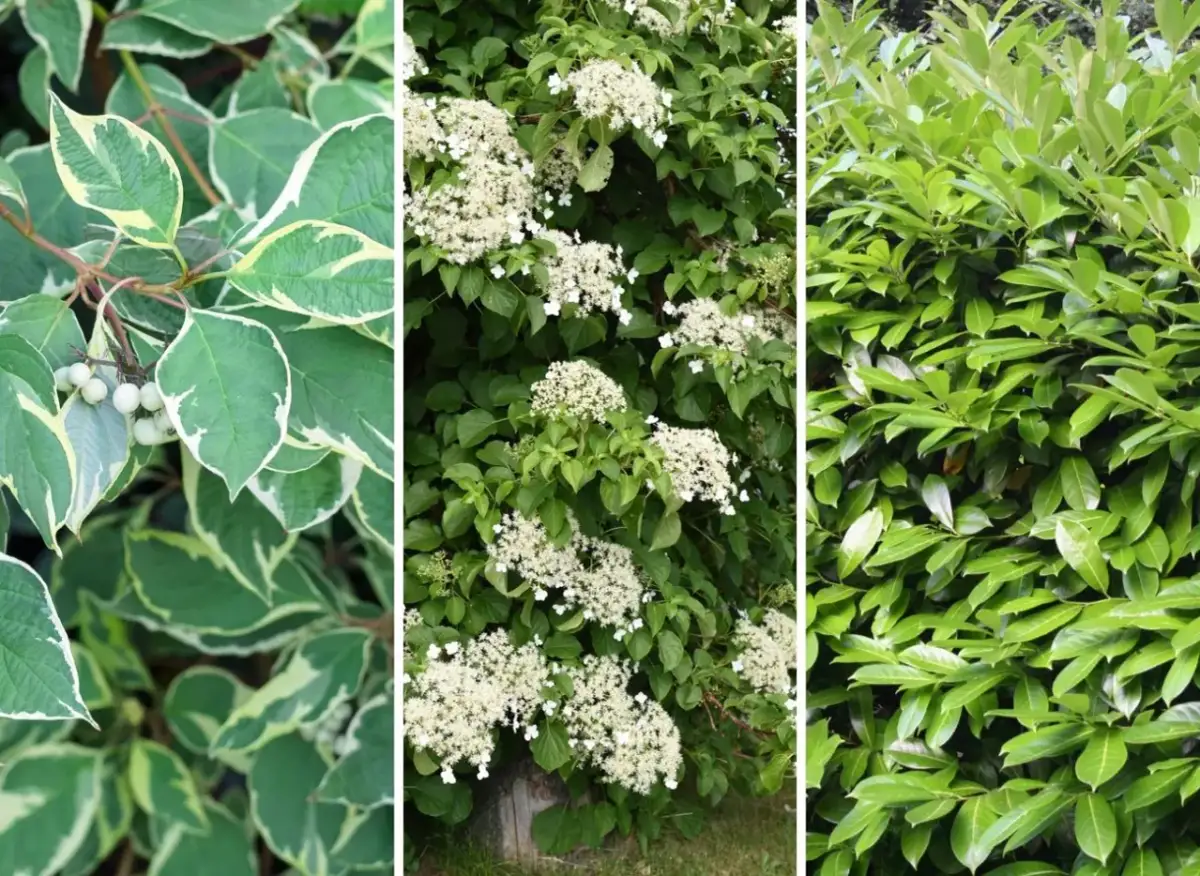 Rośliny na płot: Szybki efekt, prywatność i piękny ogród