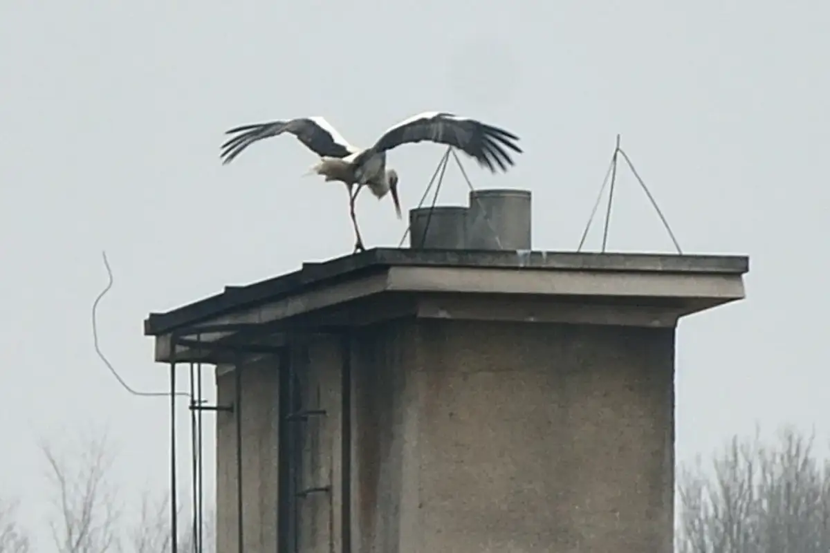 Jak zabezpieczyć komin przed ptakami i uniknąć problemów z gniazdami