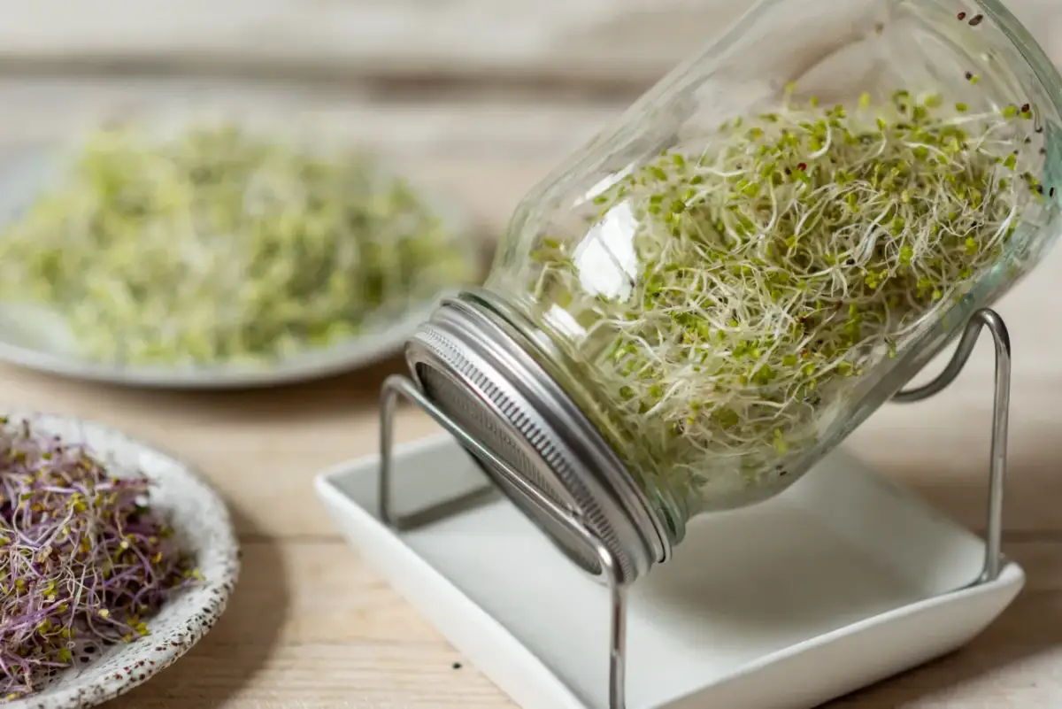 Jak przygotować kiełki dla kanarków? Pełny poradnik krok po kroku