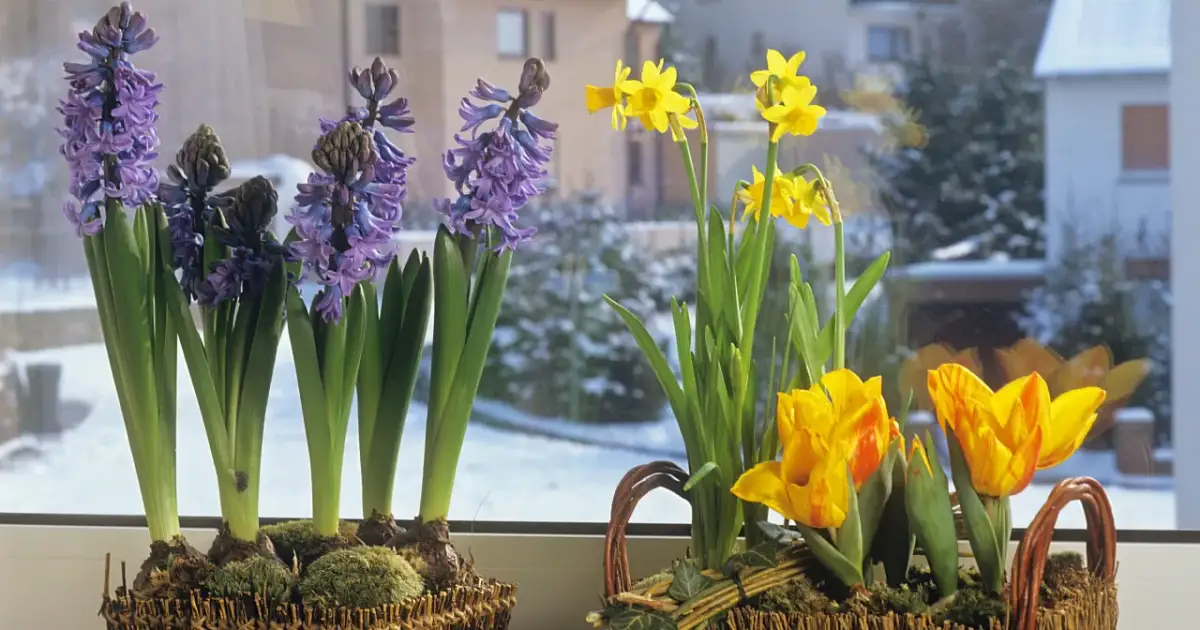 Kiedy sadzić hiacynty z doniczki do gruntu, aby uniknąć błędów?