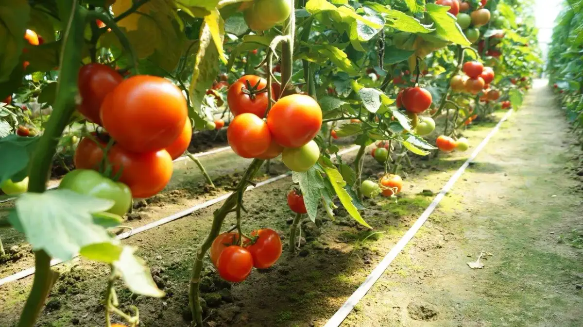 Jaki nawóz pod pomidory? Najlepsze rozwiązania dla obfitych plonów