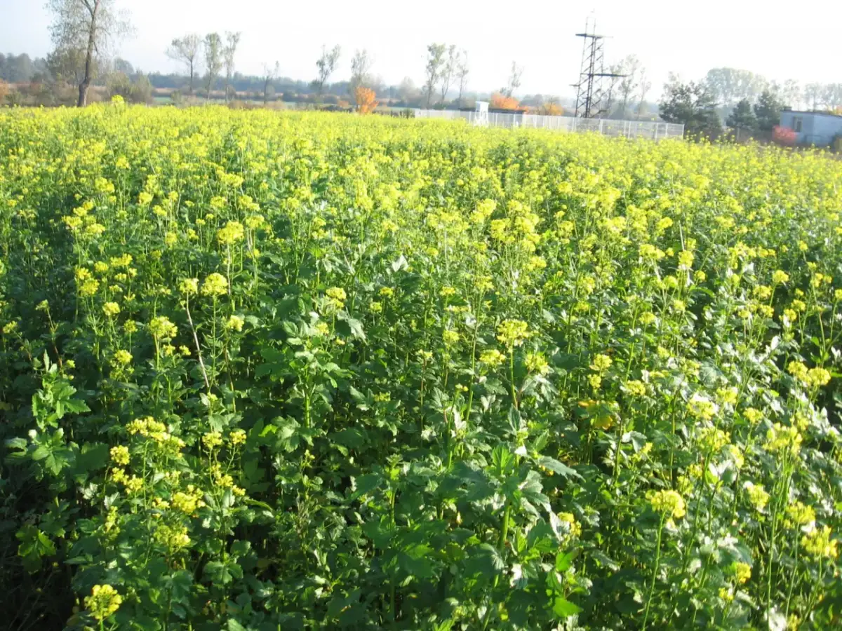 Jak skutecznie siać gorczycę na poplon - kluczowe wskazówki i terminy