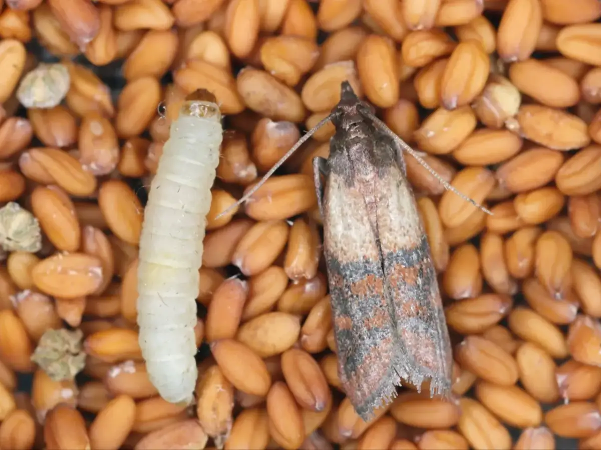 Mole w mące? Pozbądź się ich raz na zawsze! Skuteczny poradnik