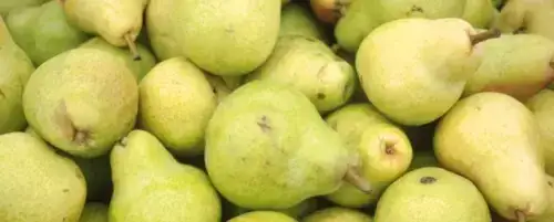 Czy pies może jeść gruszkę? Dowiedz się, co musisz wiedzieć!