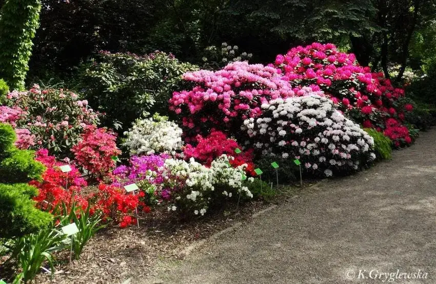 Czy rododendron jest trujący dla psa? Ratuj pupila! Objawy i pomoc.