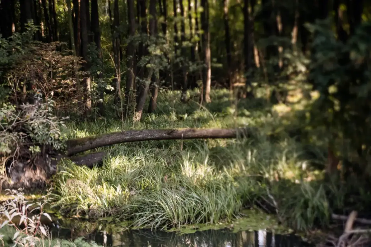 Uroczysko w rezerwacie przyrody Olszynka Grochowska. Powalone drzewo tworzy mostek nad wodą, otoczone bujną zielenią.