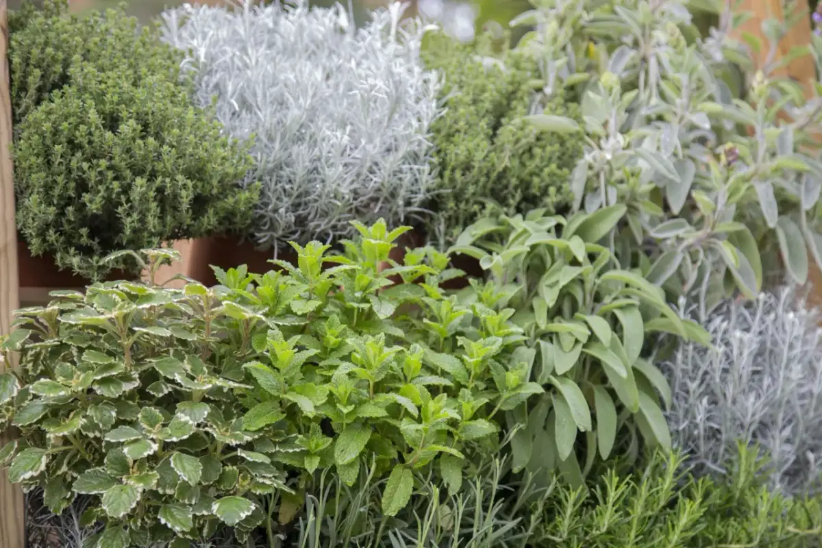 Jaki nawóz pod kwiaty w ogrodzie? Wybór, stosowanie i domowe sposoby