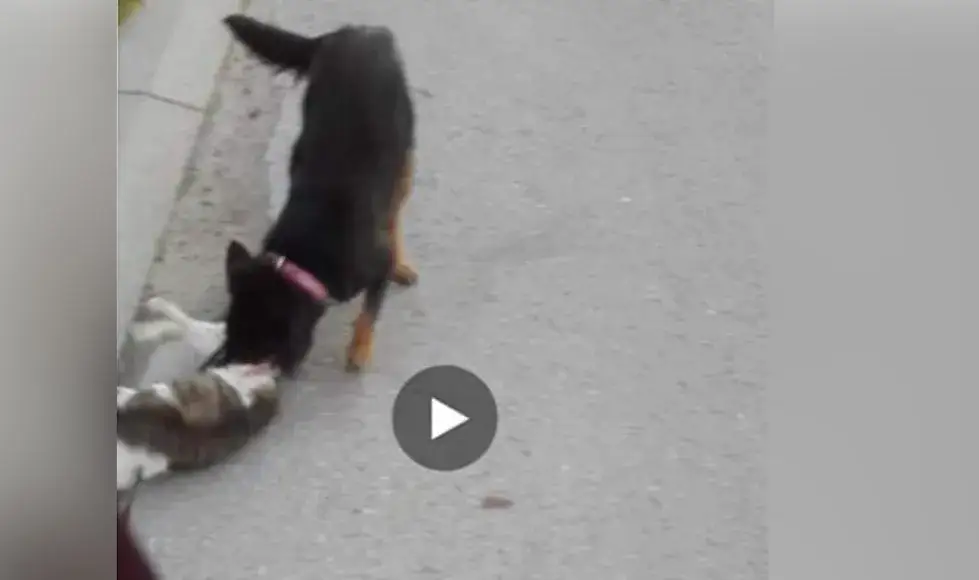 Czy pies może zagryźć małego kotka? Zrozum zagrożenia i bezpieczeństwo