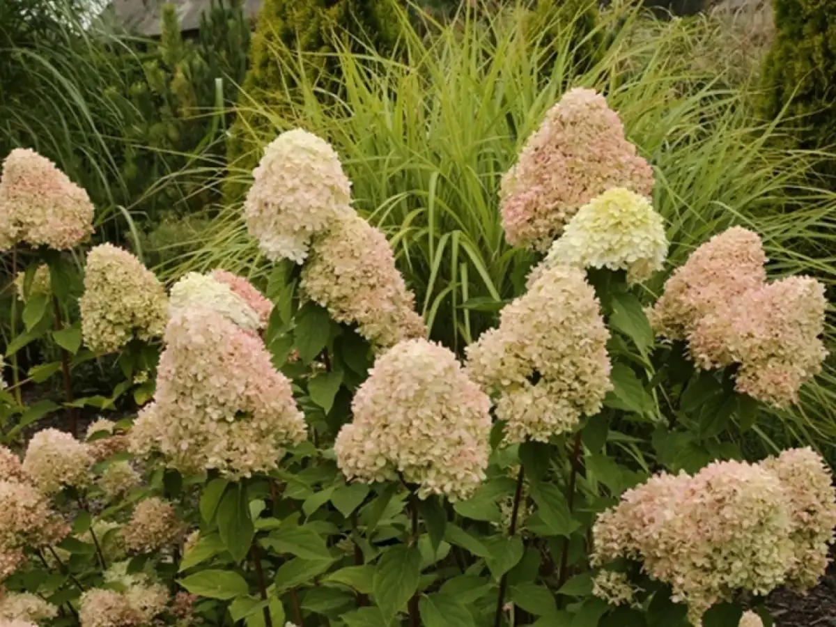 Hortensja 'Limelight': Jaki rozstaw zapewni jej zdrowie i kwitnienie?