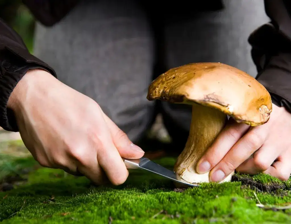 Czy można zbierać grzyby w lesie? Zasady, które musisz znać