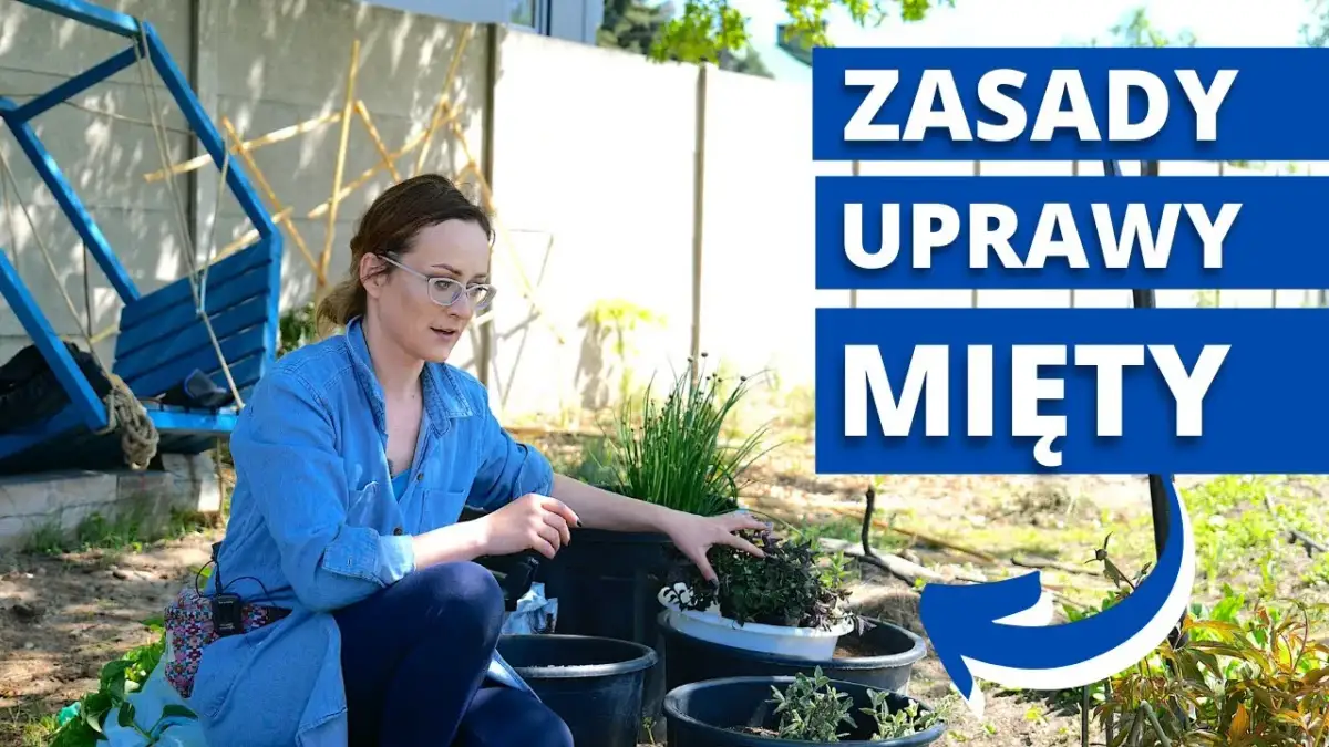 Jak sadzić miętę w ogrodzie: 5 prostych kroków do bujnej uprawy