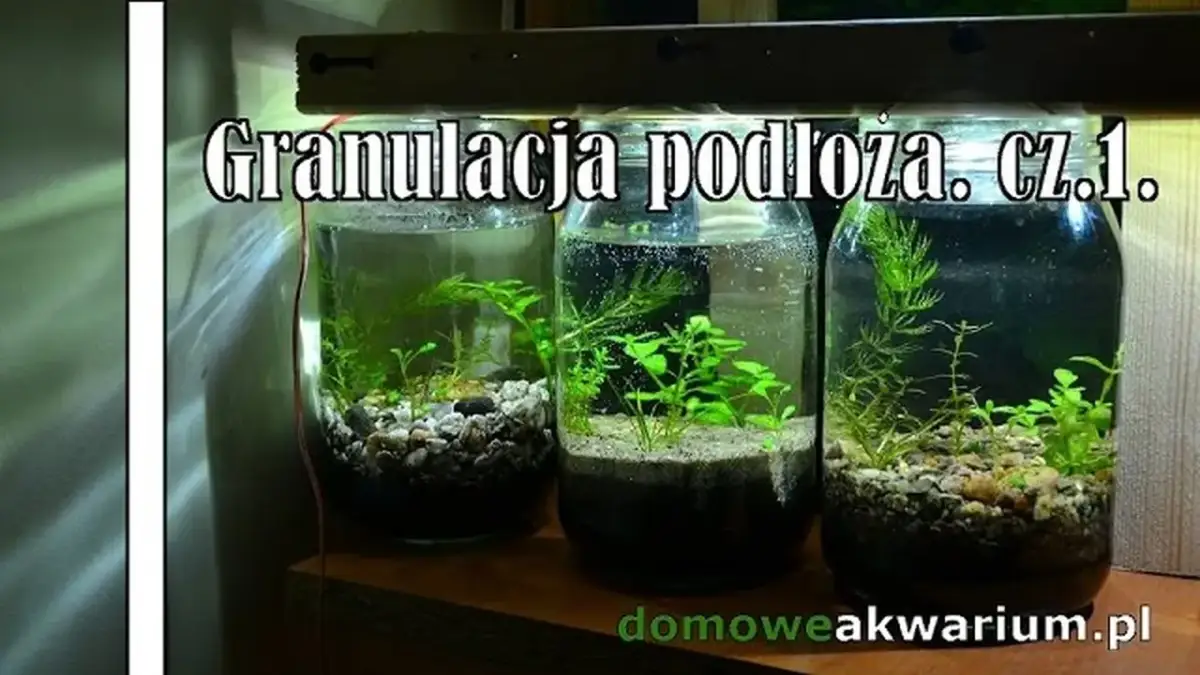 Jaka granulacja żwiru do akwarium? Odkryj idealny rozmiar dla roślin