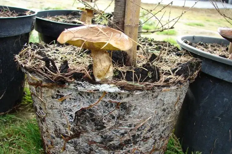 Mikoryza: kluczowe zjawisko wpływające na zdrowie roślin i ich wzrost