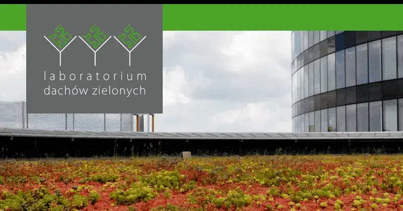 Zielone dachy: jak uniknąć wysokich kosztów i zyskać korzyści ekologiczne