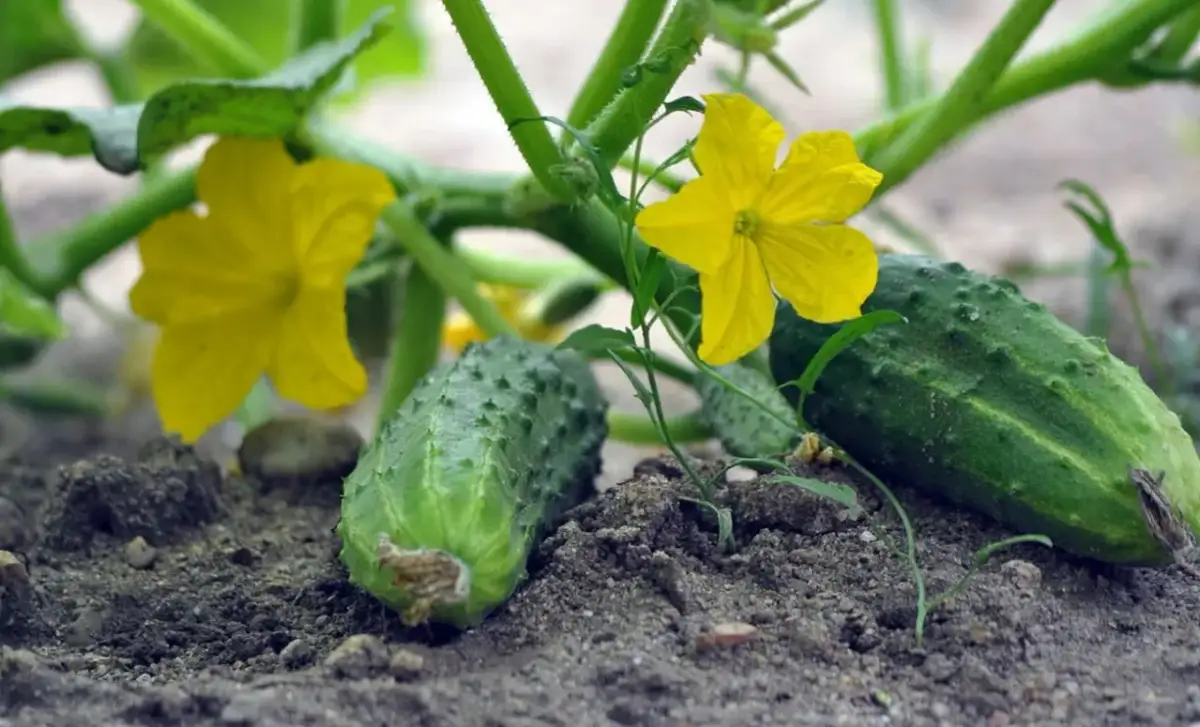 Jaki nawóz pod ogórki szklarniowe, aby uzyskać smaczne plony?