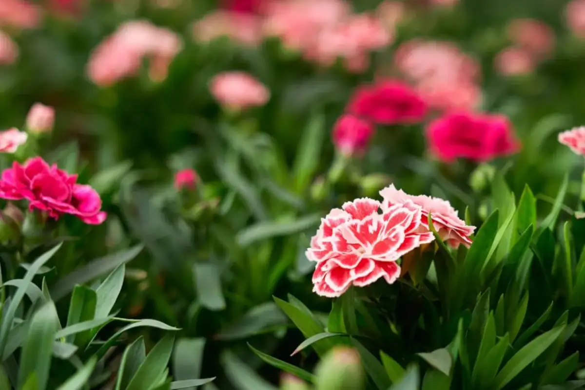 Jak przycinać goździk ogrodowy, by cieszyć się pięknymi kwiatami?