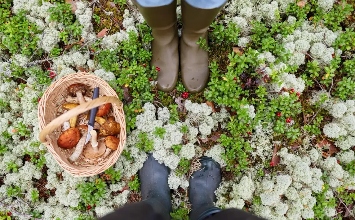 Jakie grzyby w lesie świerkowym: poznaj jadalne i trujące gatunki