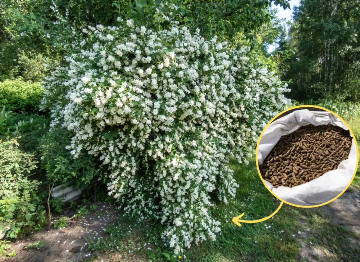 Jaśmin gdzie sadzić - idealne miejsce dla zdrowego wzrostu rośliny