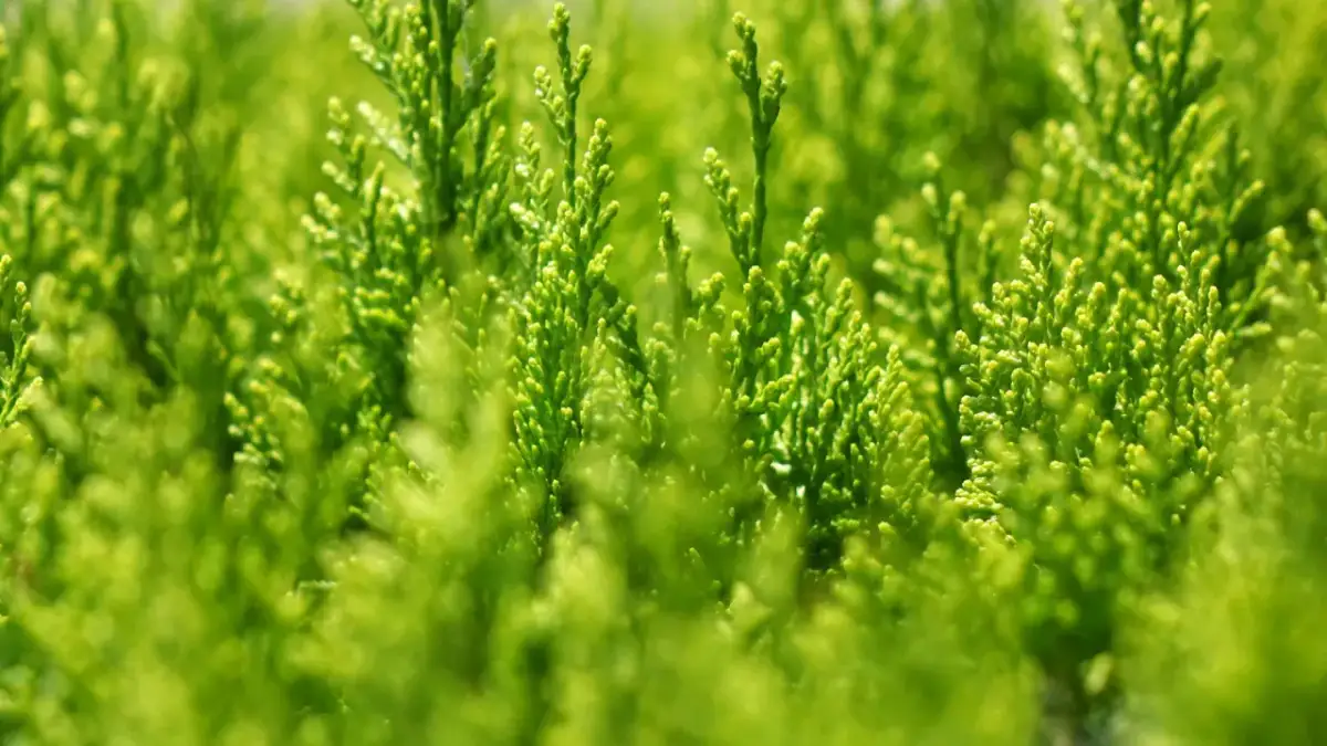 Ile nawozu sypać pod tuje, aby uniknąć błędów w pielęgnacji?