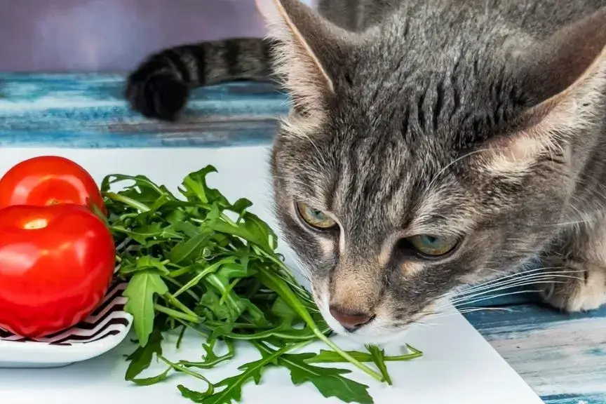 Czy koty mogą jeść mandarynki? Poznaj fakty i zagrożenia dla pupila