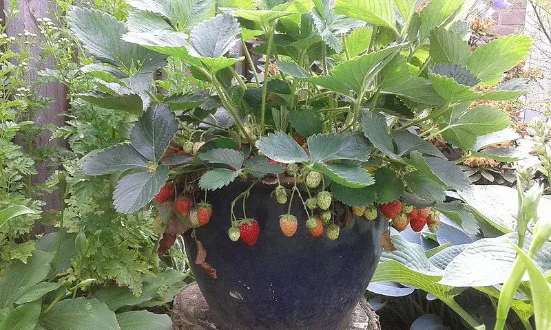 Kiedy najlepiej sadzić truskawki, by uniknąć nieudanych zbiorów?