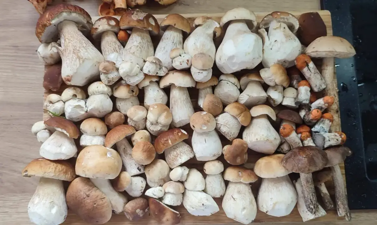 Gdzie są grzyby w Świętokrzyskim? Odkryj najlepsze miejsca na grzyby