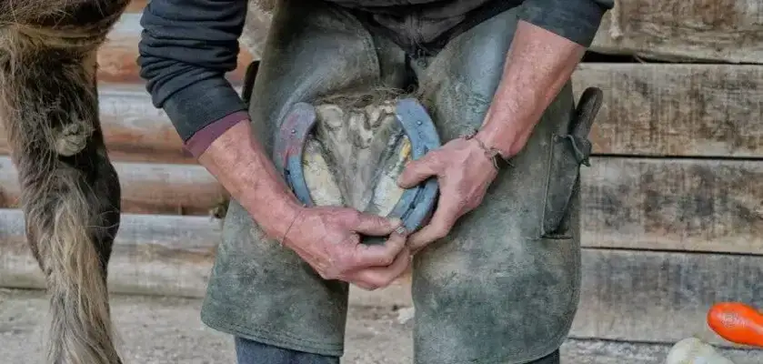 Kto podkuwa konie i dlaczego to tak ważne dla ich zdrowia?