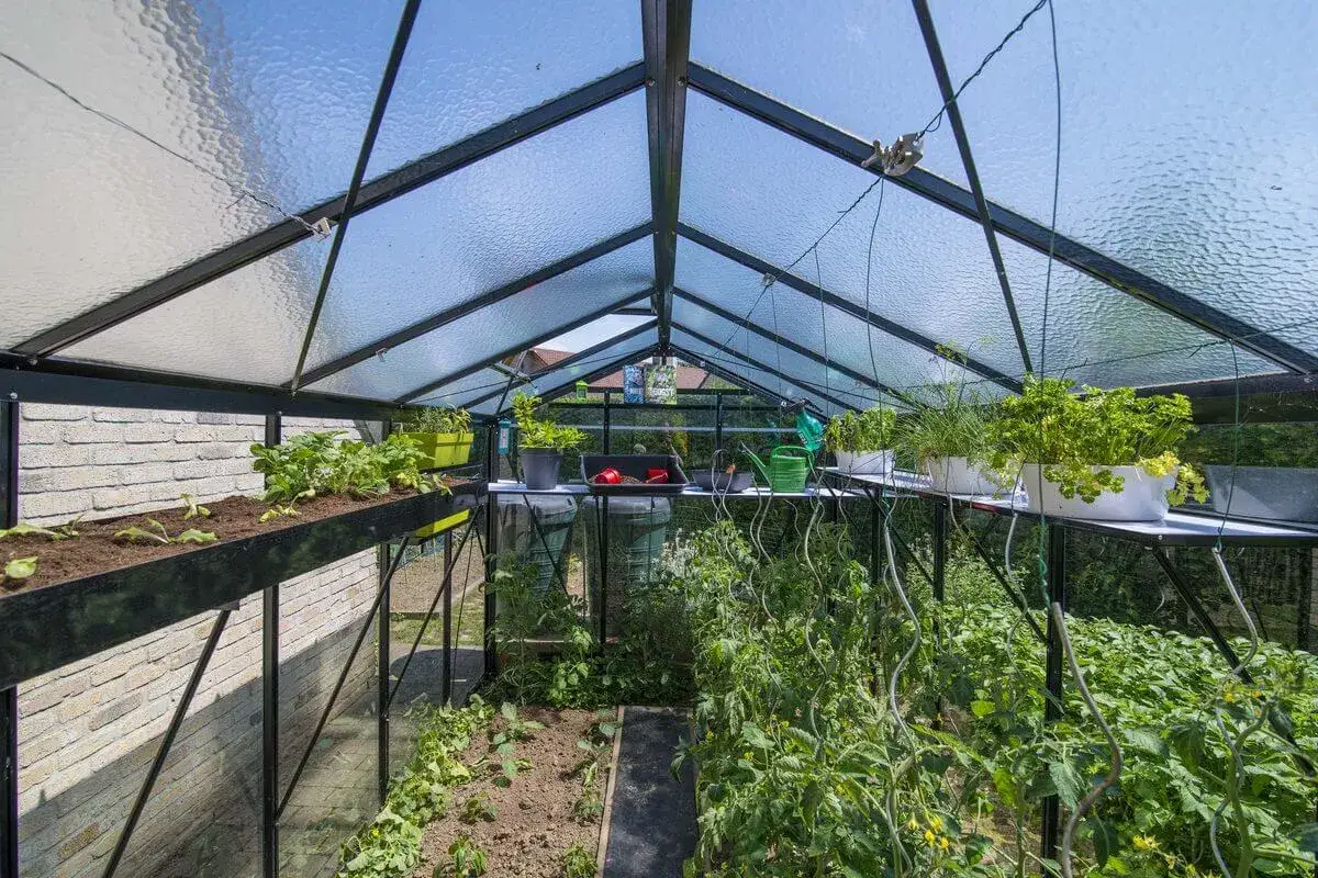 Jak sadzić w szklarni: proste techniki i najlepsze rośliny do uprawy