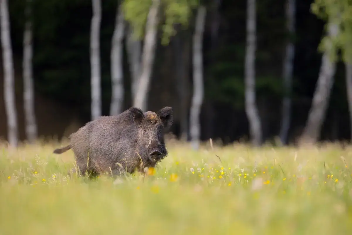 Jak odstraszyć dziki z ogrodu: 7 skutecznych metod ochrony
