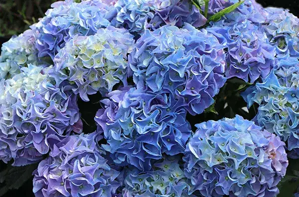 Hortensja ogrodowa ile kwitnie? Kluczowe informacje o długim kwitnieniu