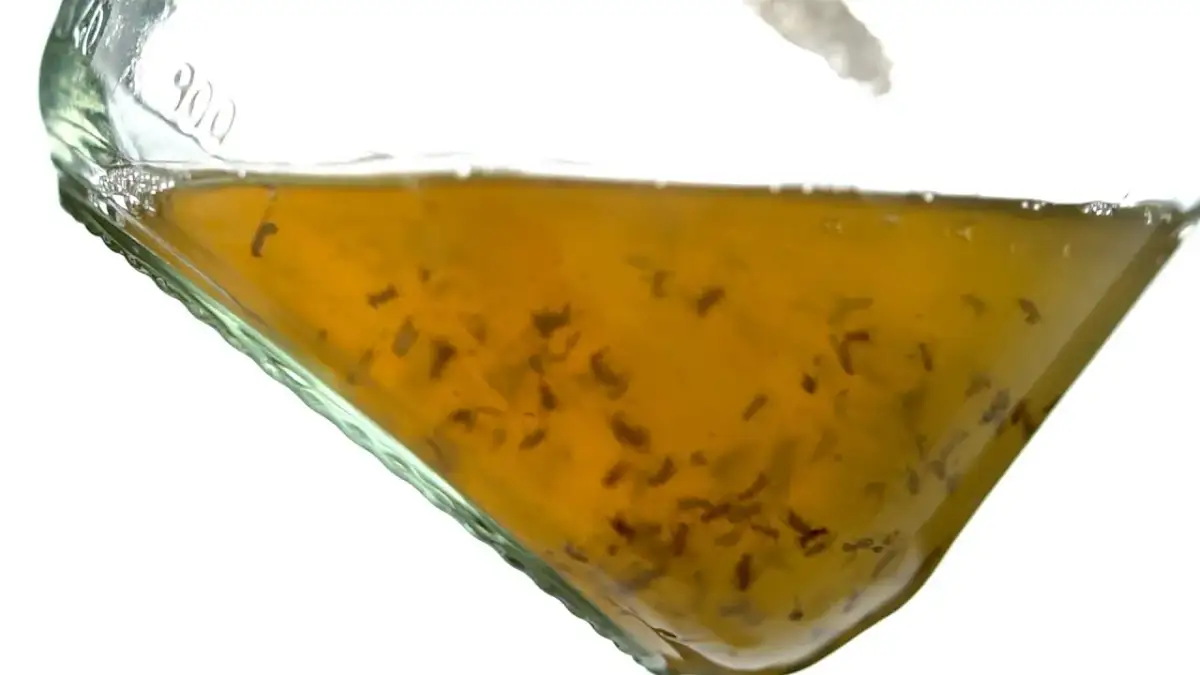 Skuteczne metody na to, jak zlikwidować meszki w kuchni raz na zawsze