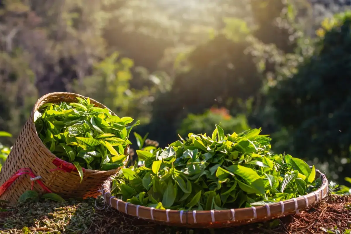 Z jakiego kraju pochodzi herbata? Odkryj jej fascynującą historię