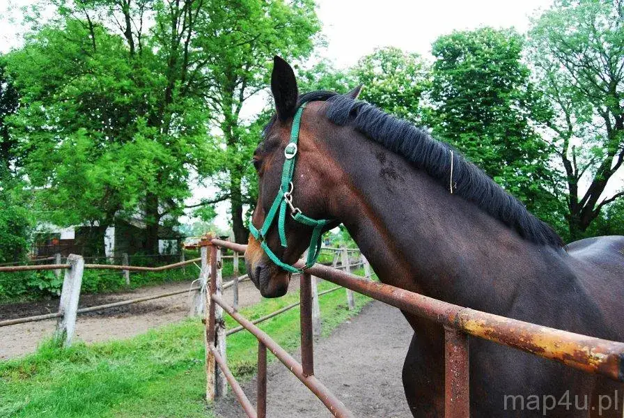 Stadnina Koni Widzów - Historia, Sukcesy i Hodowla Koni