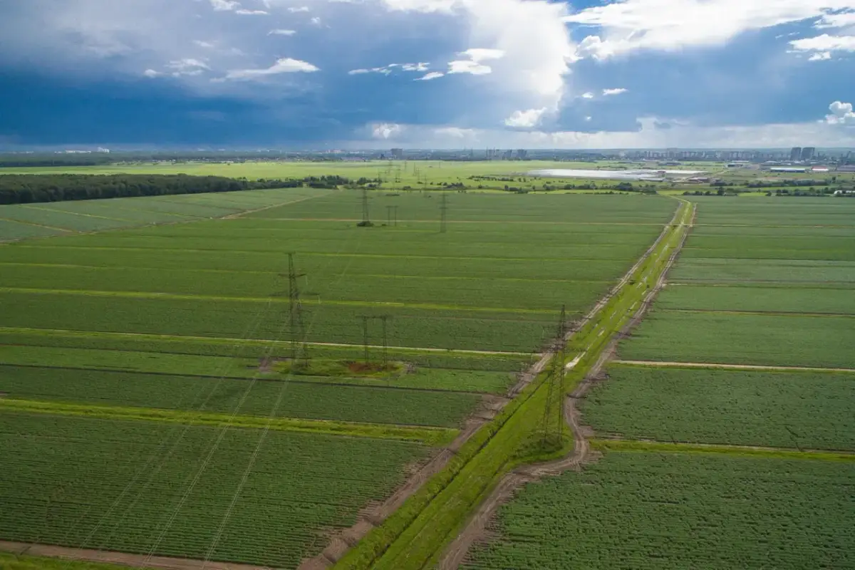 Co najbardziej opłaca się uprawiać? Odkryj zyski z upraw w Polsce