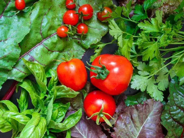 Pomidory koło czego sadzić, aby uniknąć błędów w uprawie