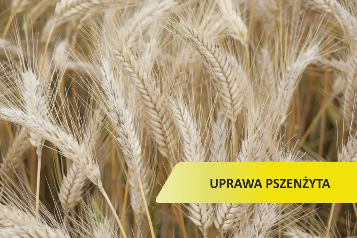 Ile siać pszenżyta na hektar, aby uniknąć niskich plonów?