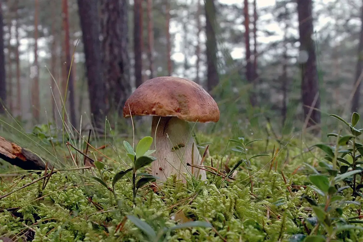 Czy są grzyby w lasach świętokrzyskich? Sprawdź, co możesz znaleźć