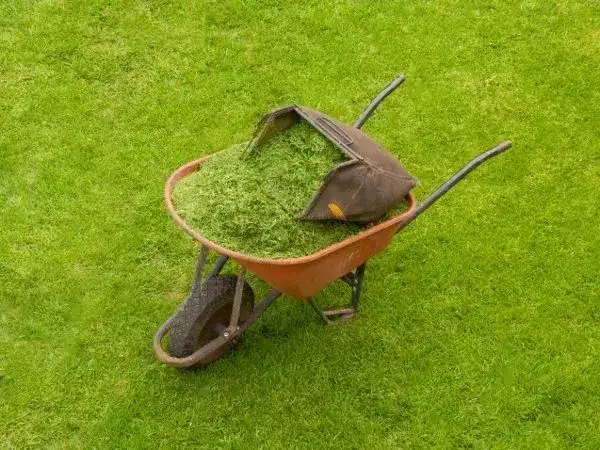 Czy skoszona trawa nadaje się na kompost? Oto co musisz wiedzieć