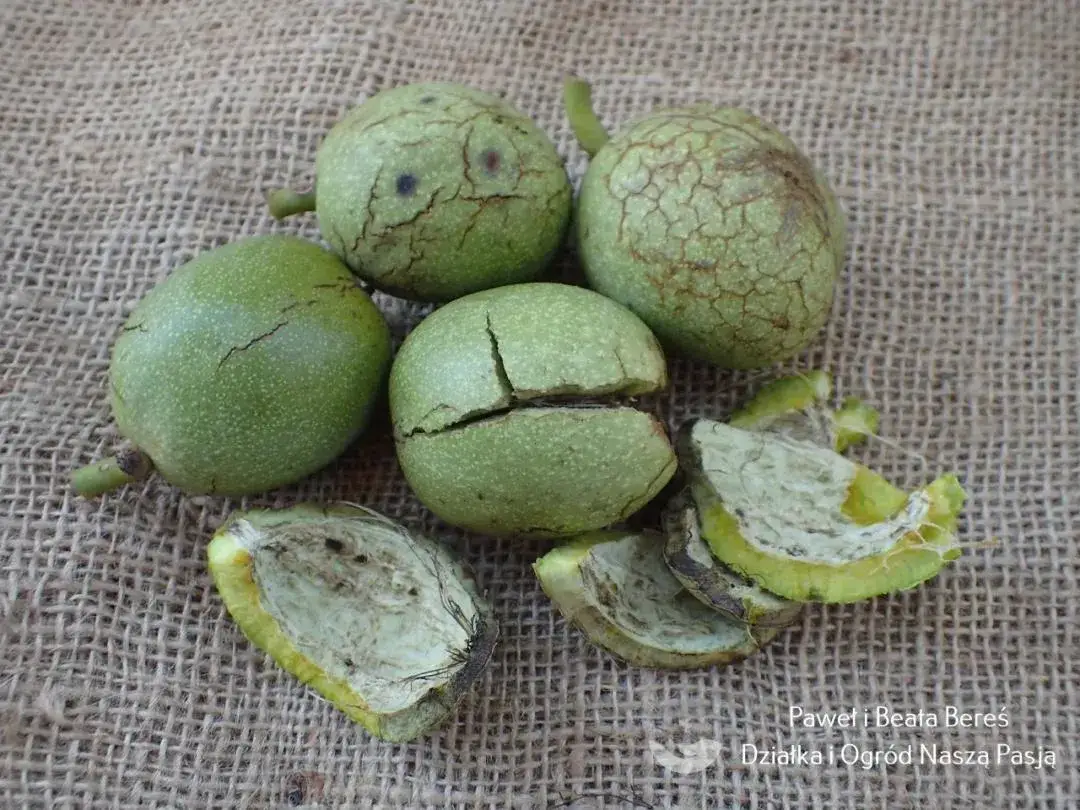 Czy liście z orzecha laskowego nadają się na kompost? Oto, co musisz wiedzieć!