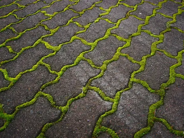 Skuteczne sposoby na usunięcie zielonego nalotu z kostki brukowej