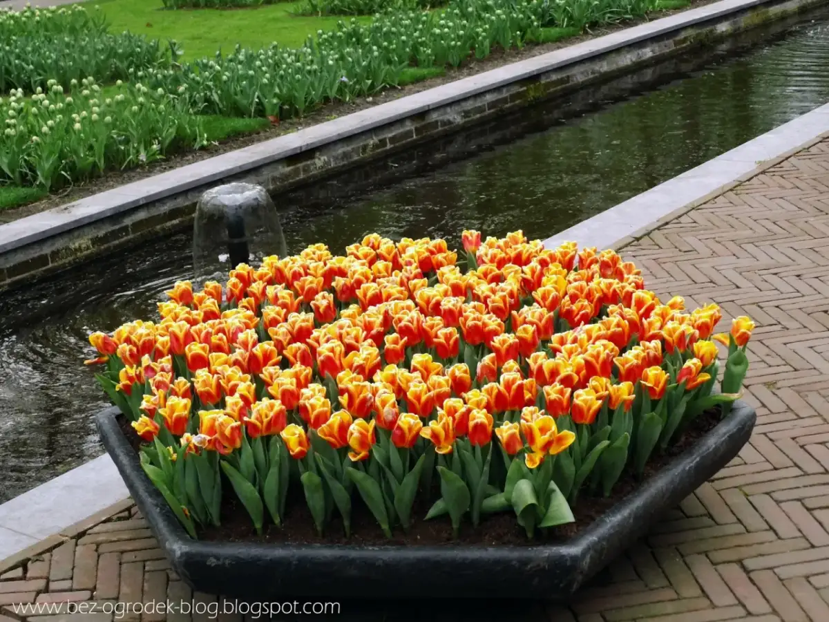 Jak sadzić tulipany w ogrodzie: 5 sprawdzonych technik i porad