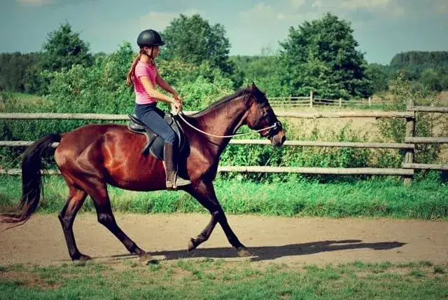 Robert miller jeździectwo naturalne bez tajemnic - klucz do sukcesu w treningu koni