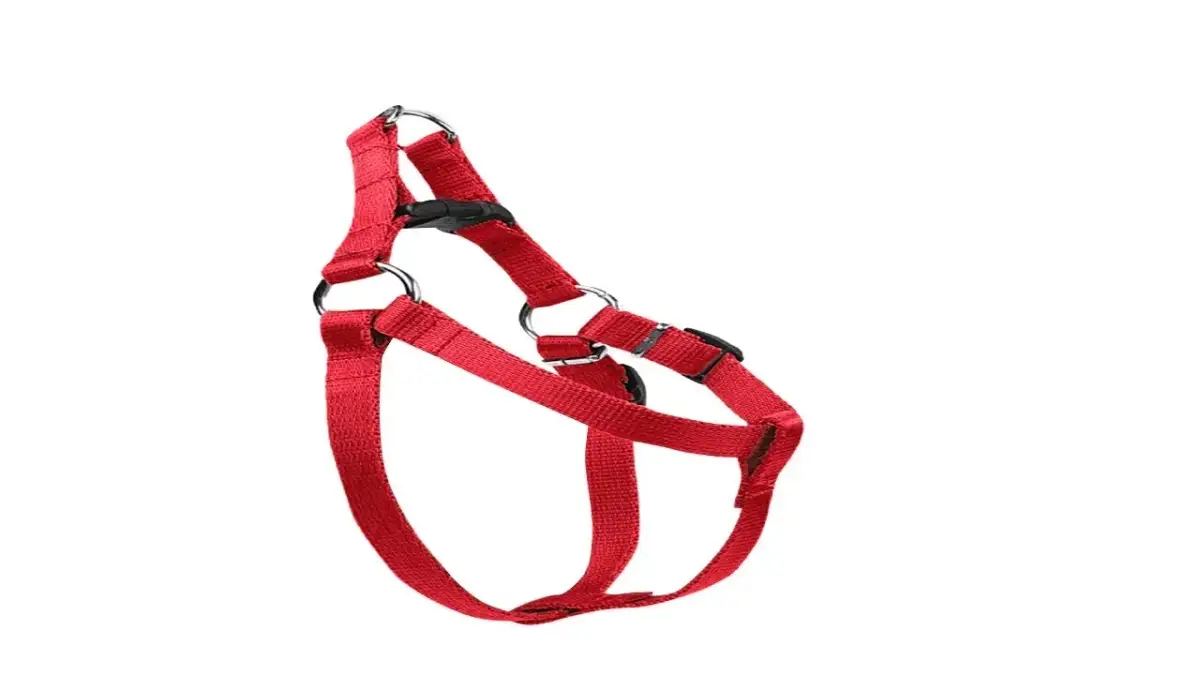 Jak założyć psu szelki - prosta instrukcja, która ułatwi zadanie